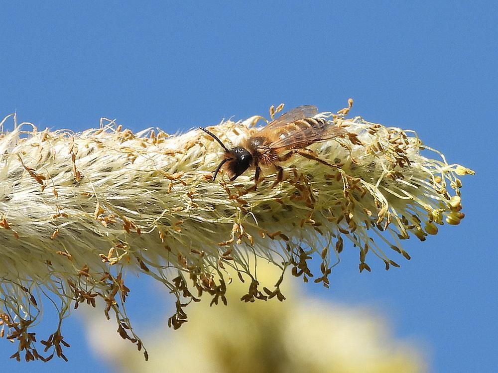 grasbijmanopwilgenbloesemzouweboezemgebied15032026