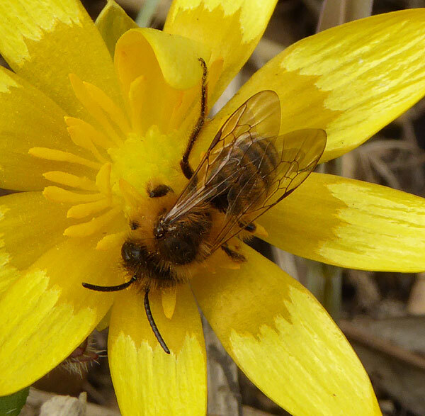 grasbijopspeenkruidvianen23032015