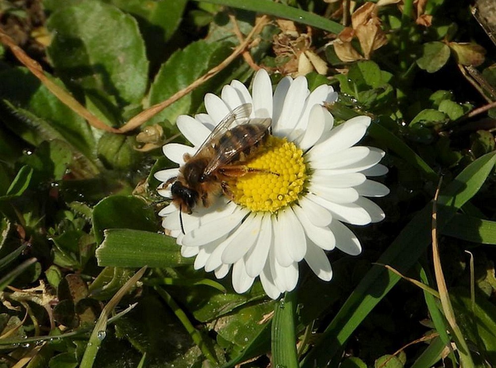 grasbijvrouwopmadeliefjebrabantsebiesbosch02032021