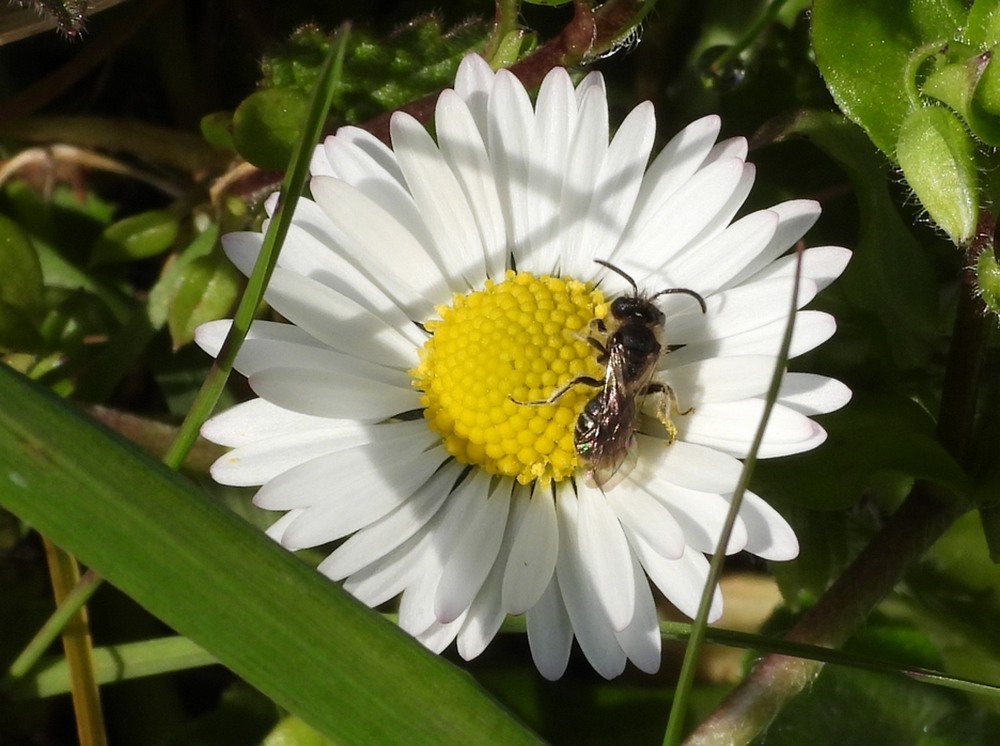 grasbijvrouwopmadeliefjezouweboezem18032023
