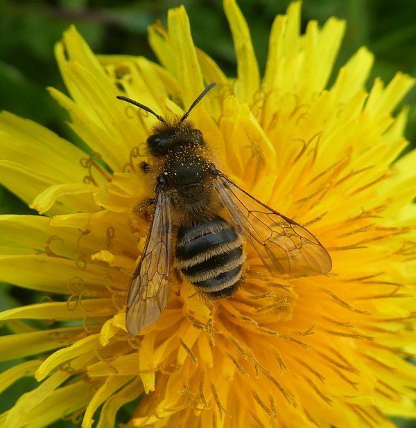 grasbijvrouwbiesbosch04042019