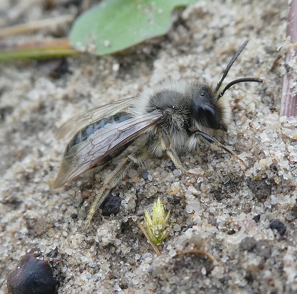 grijzezandbijmanbiesbosch04042019