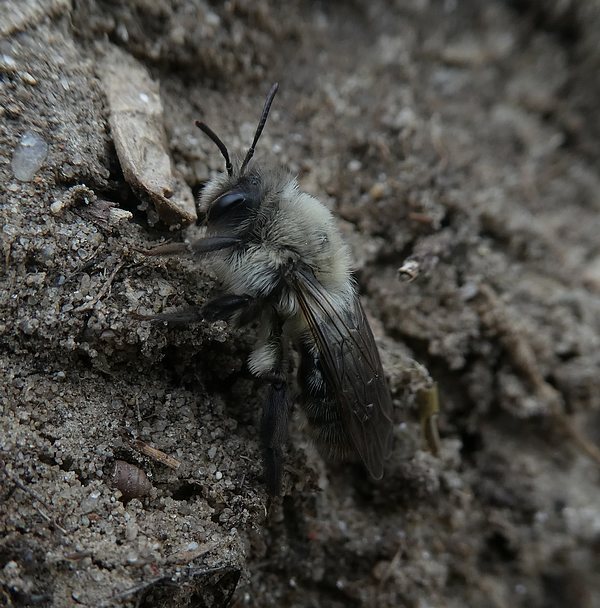 grijzezandbijvrouwbiesbosch06042019