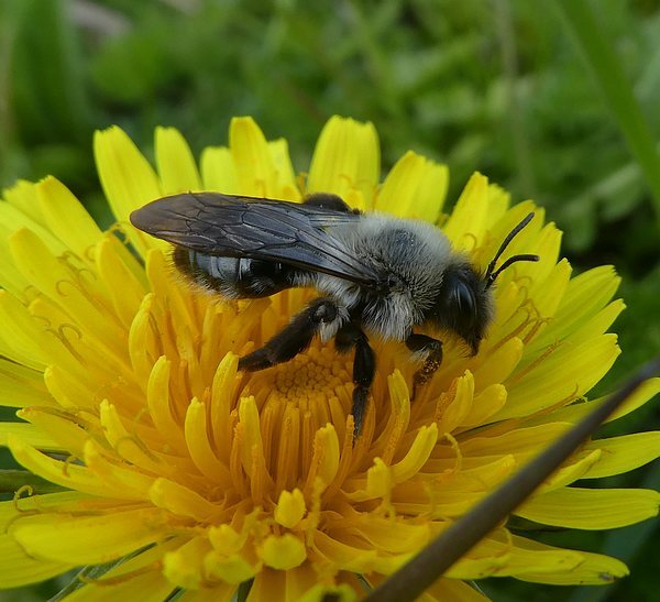 grijzezandbijvrouwbiesbosch15042019