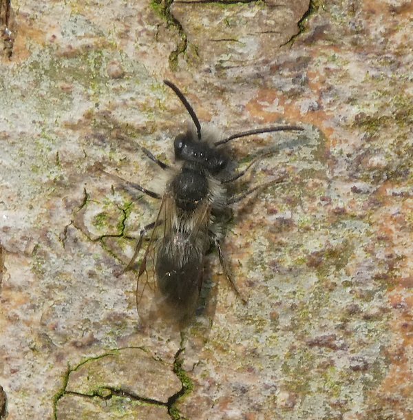 lichtewilgenzandbijmanbiesbosch08042019