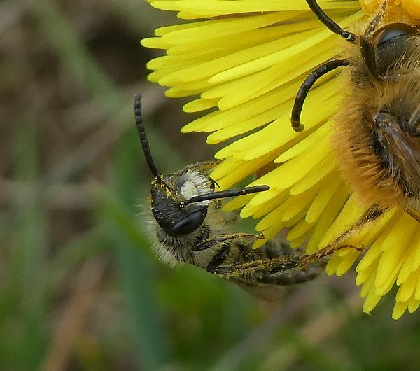 roodbuikjemanopkleinhoefbladbiesbosch28032019 2