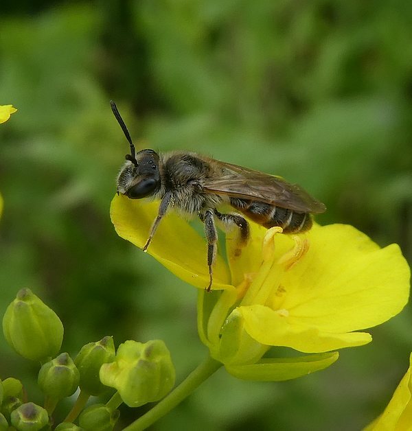 roodbuikjevrouwopkoolzaadbiesbosch06042018