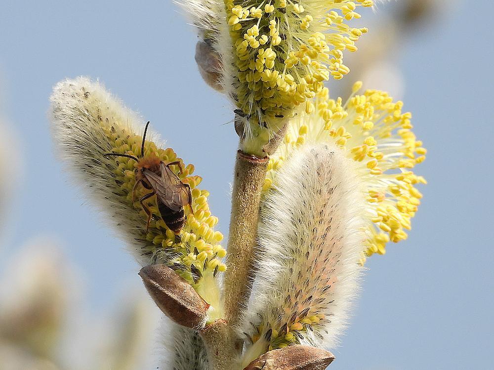 roodgatjemanopwilgzouweboezemgebied08032026