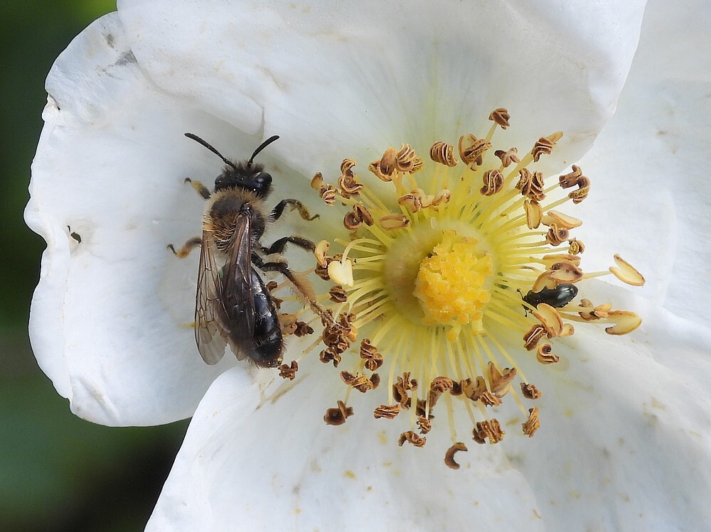 roodgatjeontdektuinbotanischetuinenutrecht28052024