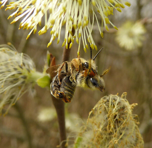 roodgatjeparingopwilgzouweboezem13042015 3