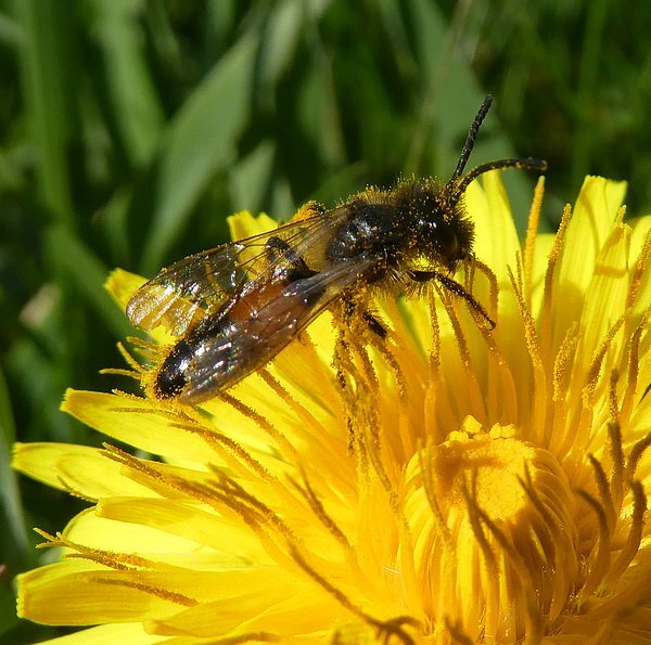 roodrandzandbijmanbiesbosch01042019