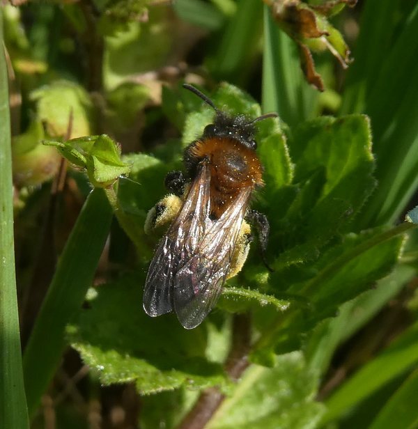 tweekleurigzandbijvrouwbiesbosch 1 30032019
