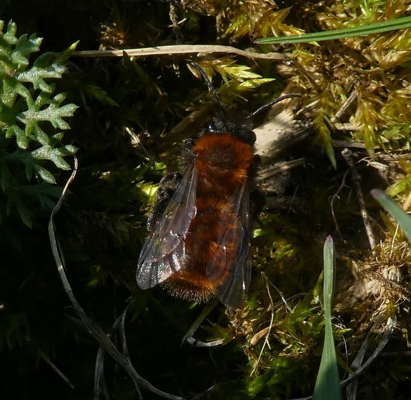 vosjevrouwbiesbosch30032019