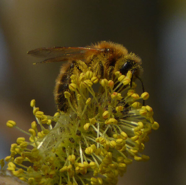 vroegezandbijopwilgzouweboezem09042015 1