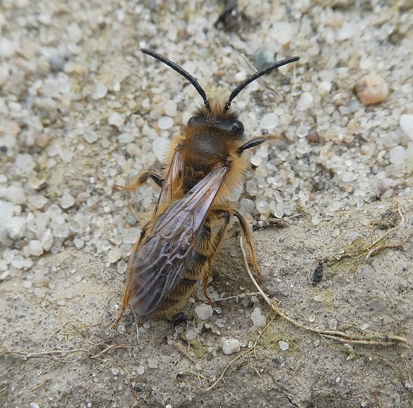 vroegezandbijvrouwbiesbosch06042019