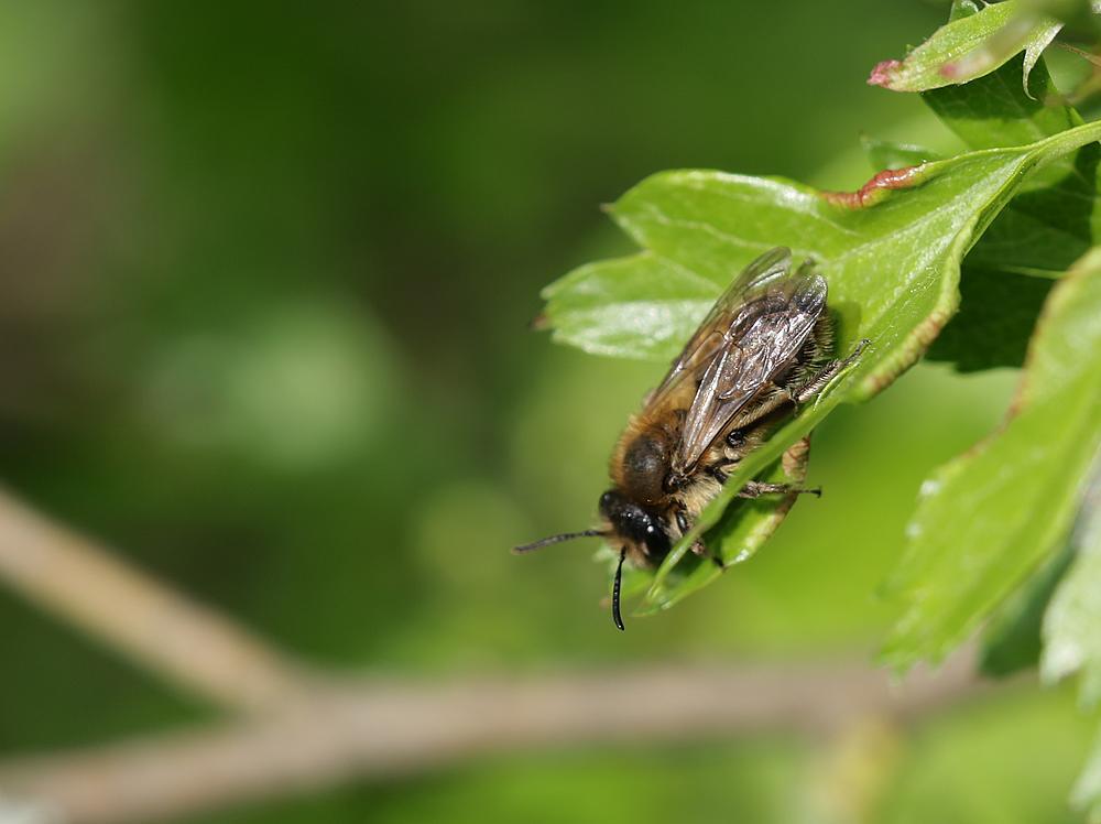 vroegezandbijvrouwzouweboezemgebied15042026