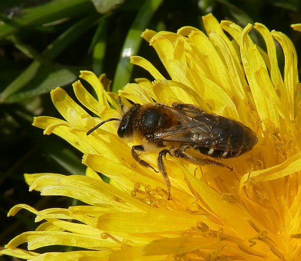 wimperflankzandbijbiesbosch15042019