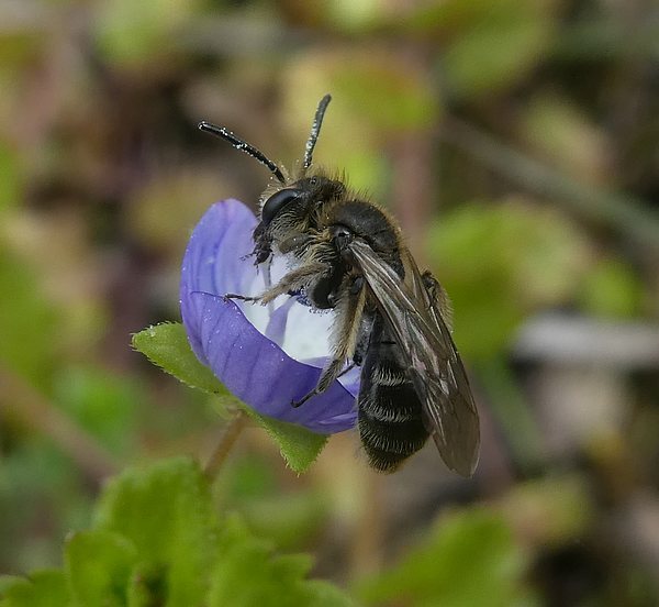 witkopdwergzandbijvrouwbiesbosch06042019