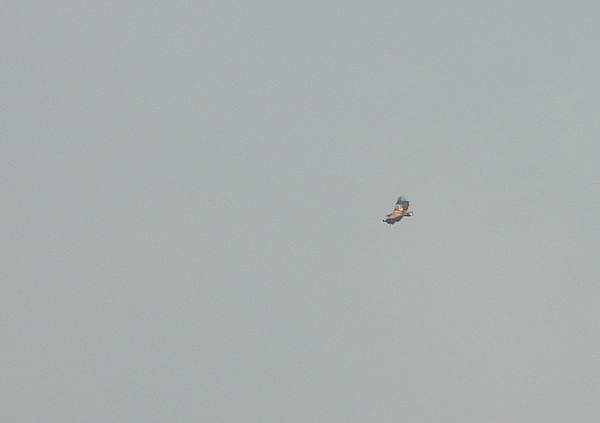 zeearend3e4ekjzouweboezemgebied26112025 1