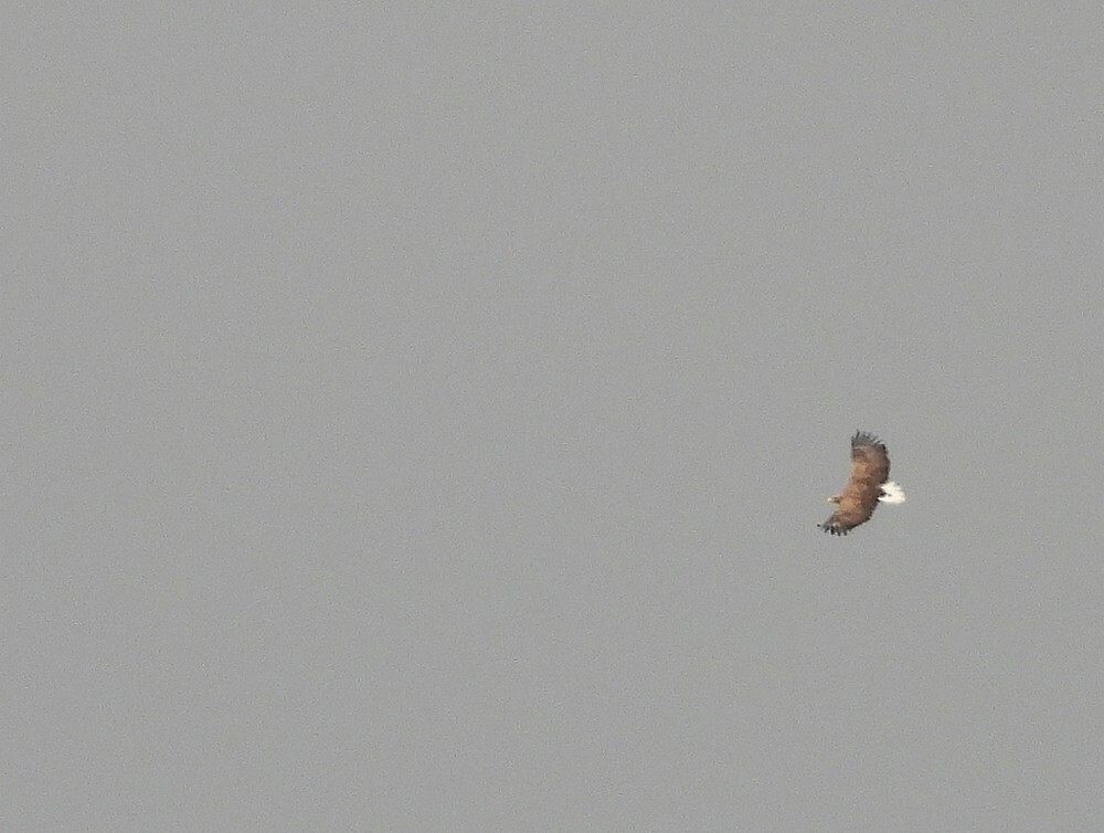 zeearendadult1155uurwordtgepestdoorbuizerdzouweboezemgebied16102025 1