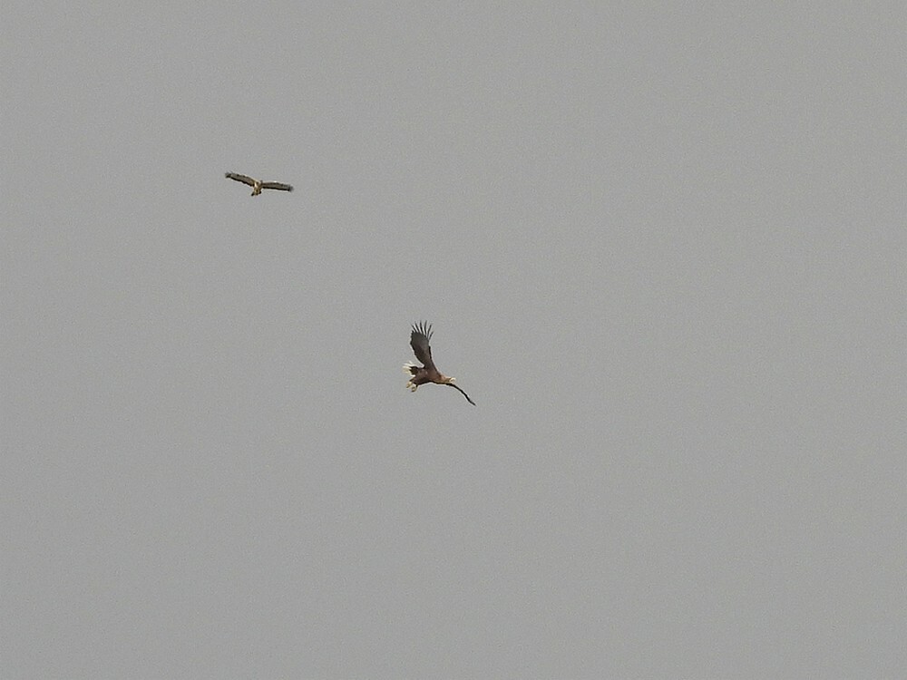 zeearendadult1155uurwordtgepestdoorbuizerdzouweboezemgebied16102025 3