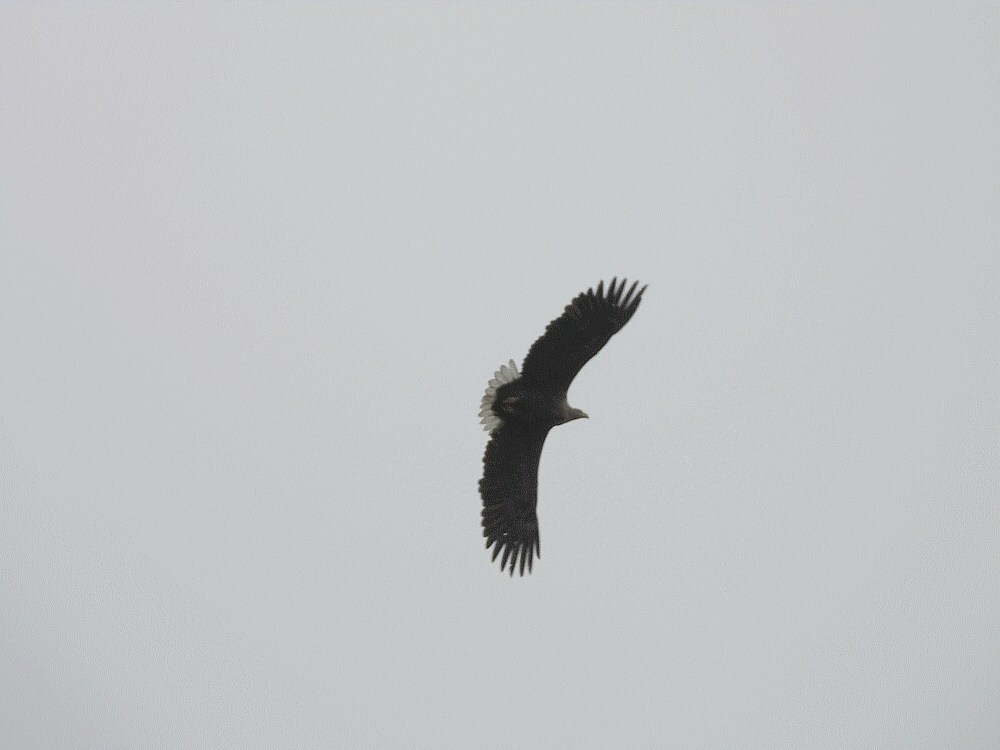 zeearendvijfheerenlanden11032025 1