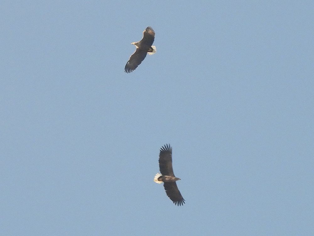 zeearendadultenbaltszouweboezemgebied21112025 9