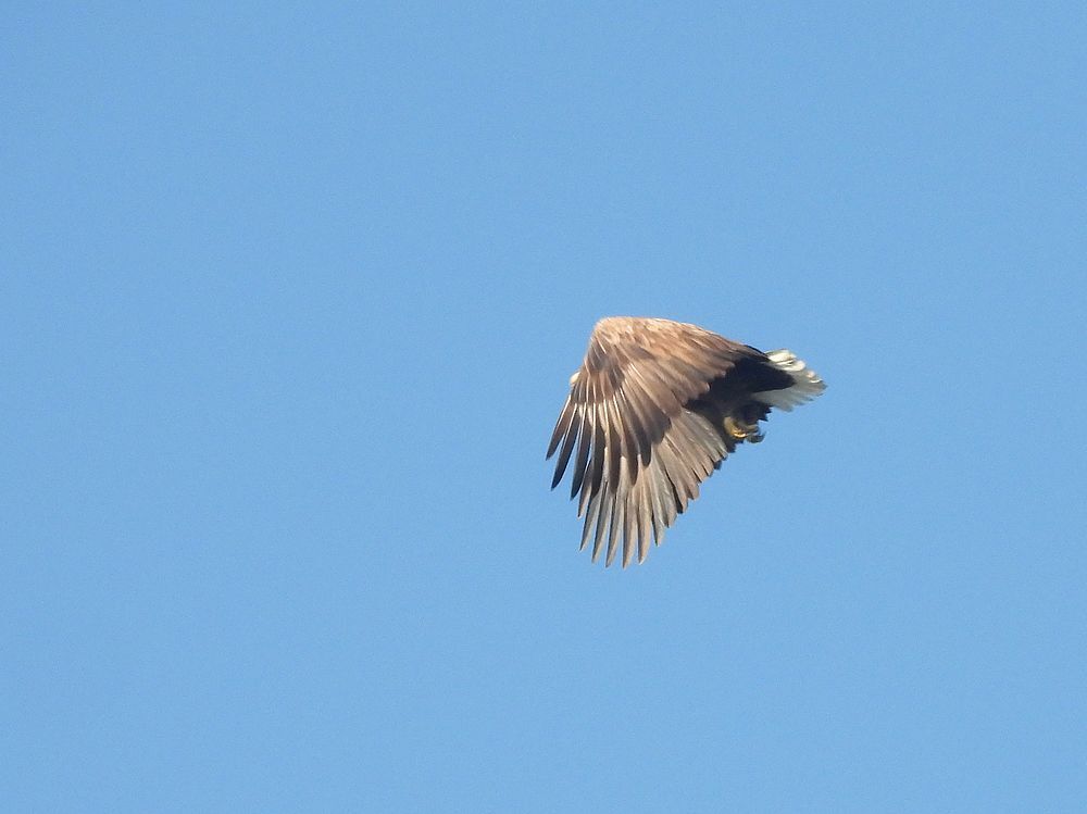 zeearendadultzouweboezemgebied21112025 3