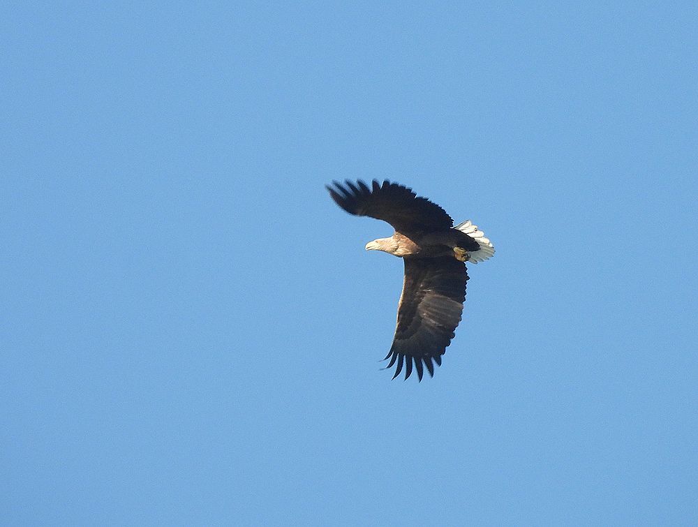 zeearendadultzouweboezemgebied21112025 5