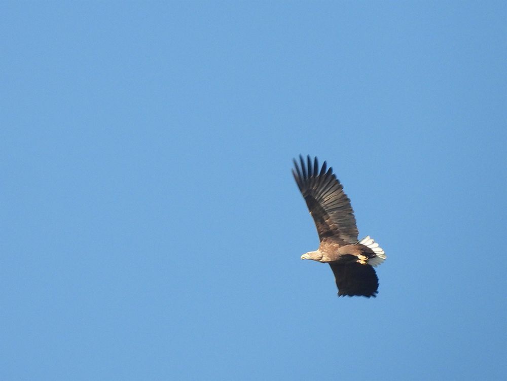 zeearendadultzouweboezemgebied21112025 6