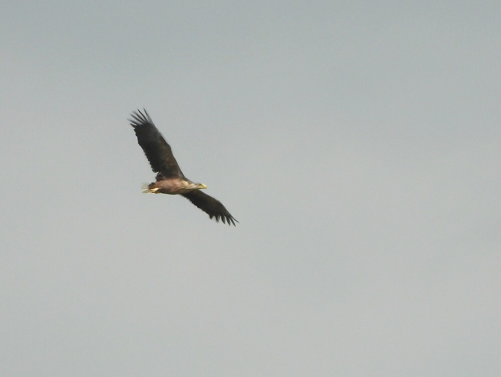 zeearendenbetuwelijn16052025 1