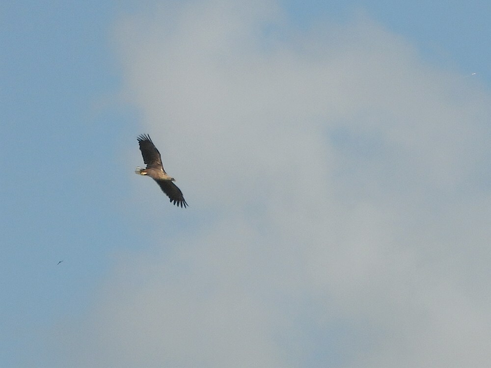 zeearendenbetuwelijn16052025 7
