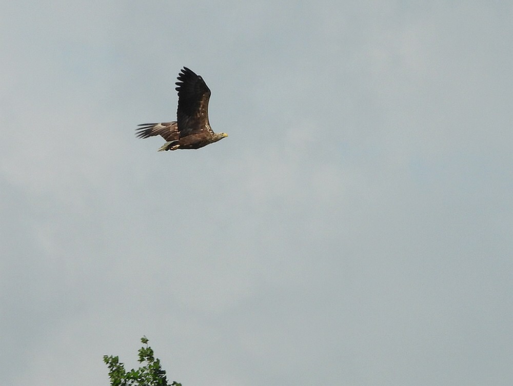 zeearendenbetuwelijn16052025 8