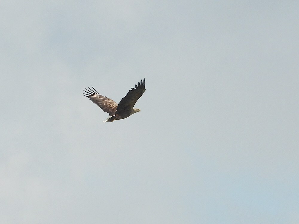 zeearendenbetuwelijn16052025 9