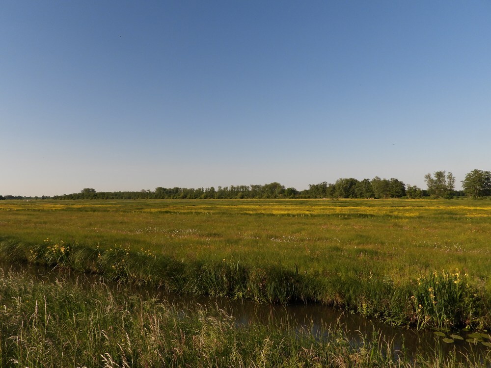 zeearendenlandschapzouweboezemgebied13052025