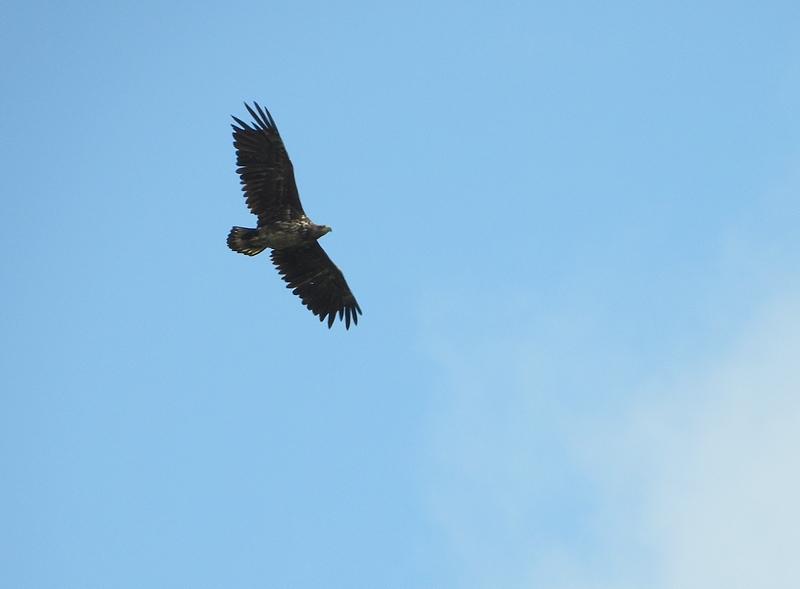 zeearendgrasmaaienrijswijkseveld140520202