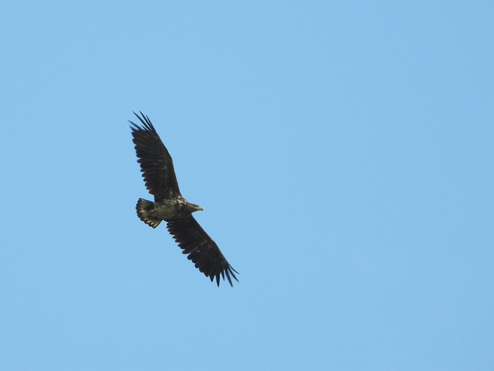 zeearendrijkwijkseveld14052020 10