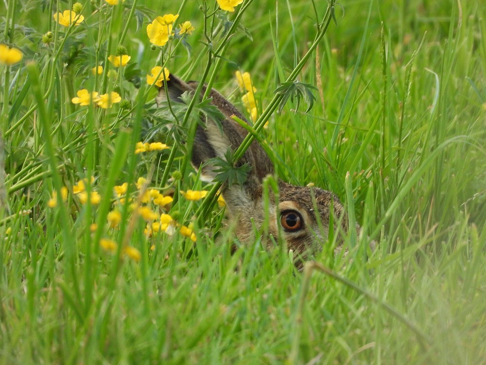 haasenboterbloemenbetuwelijn16052025 1