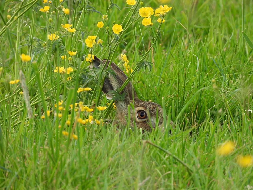 haasenboterbloemenbetuwelijn16052025 2