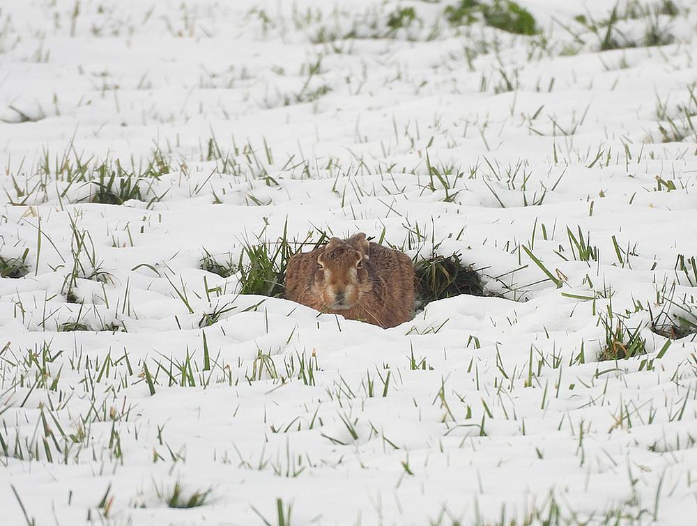 haasindesneeuwburggraafmeerkerk03012026 2