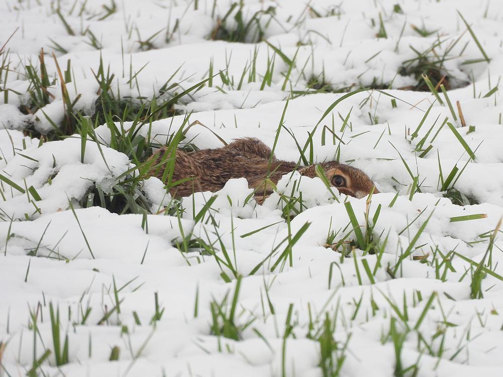 haasindesneeuwburggraafmeerkerk03012026 3