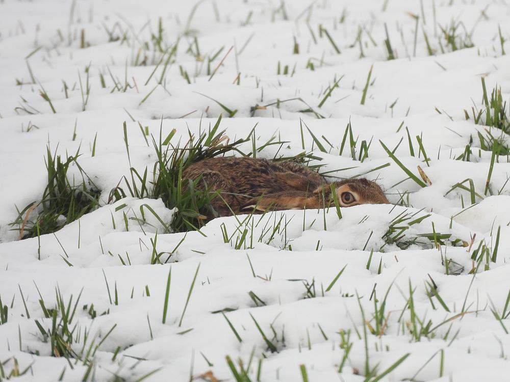 haasindesneeuwburggraafmeerkerk03012026 4