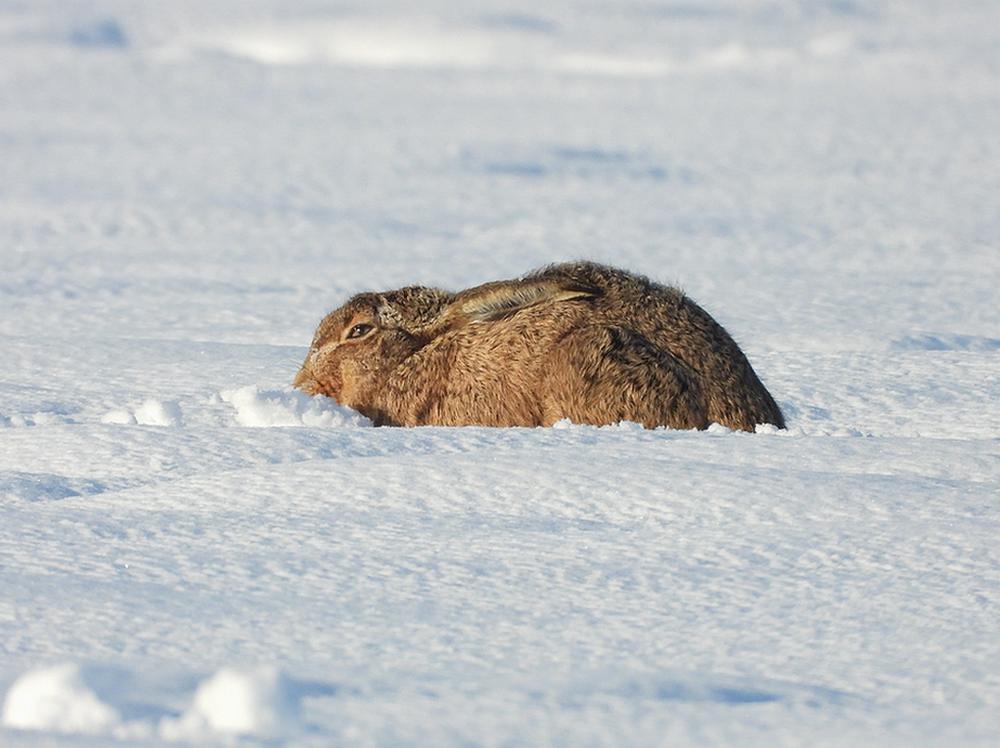 haasindesneeuwburggraafmeerkerk05012026