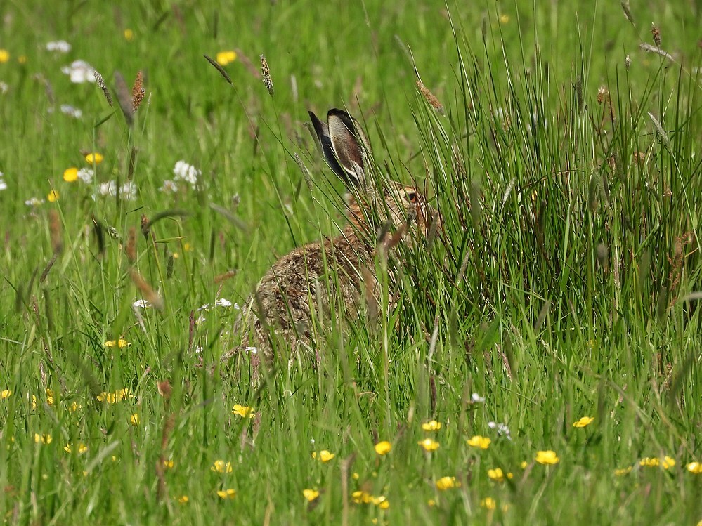 haaspolderlakerveldzouweboezem29042025