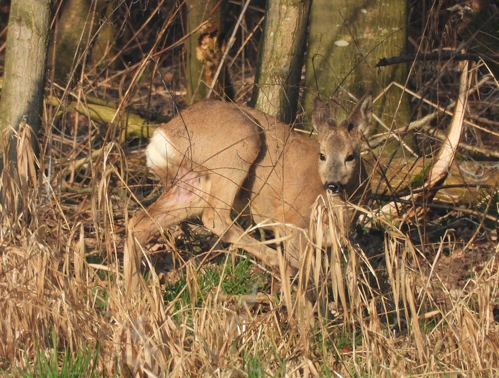 reeboka27merwedekanaallexmond04032025 1