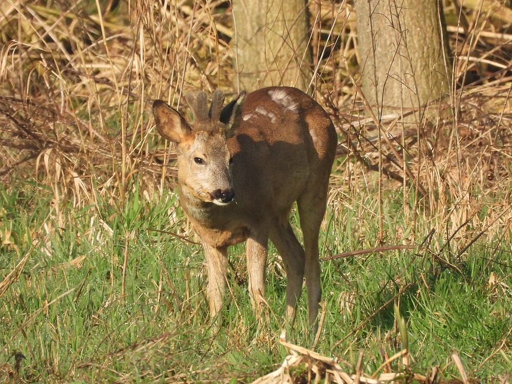 reeboka27merwedekanaallexmond04032025 3