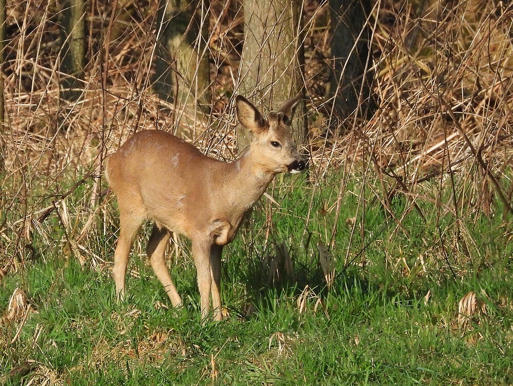reeboka27merwedekanaallexmond04032025 6