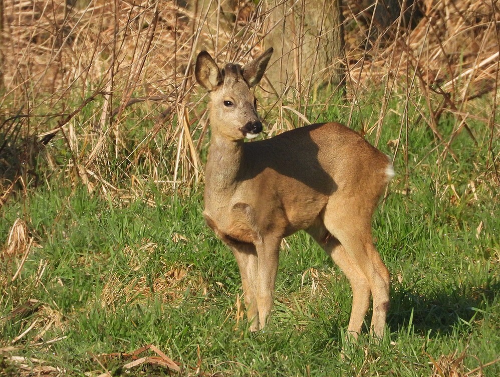 reeboka27merwedekanaallexmond04032025 8