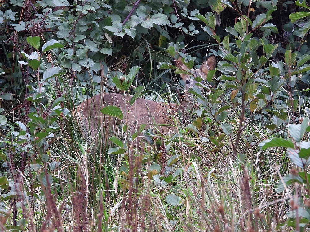 reebokmetknopjeszouweboezemgebied13102025 4