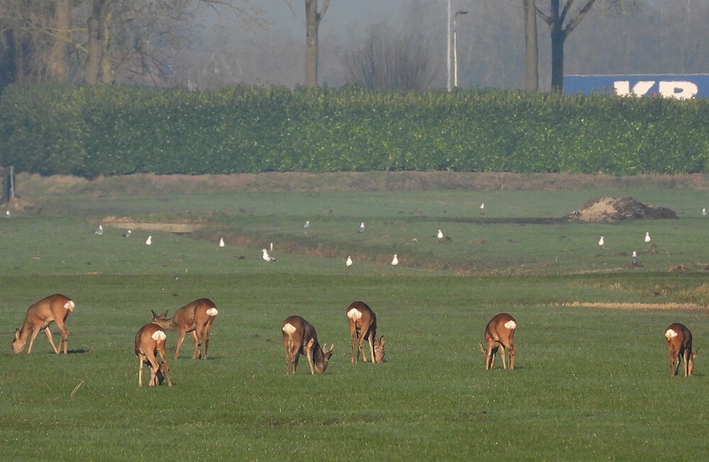 reeen4geit3bokpolderlakerveldlexmond05032025